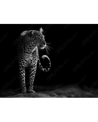 Mirada del leopardo Mirada del leopardo