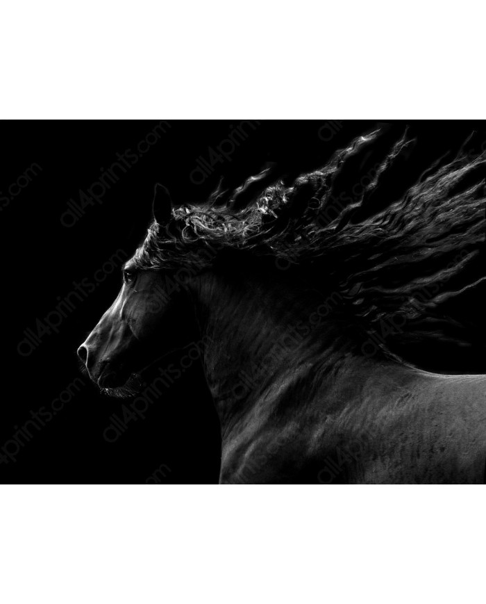 Caballo negro cabalgando