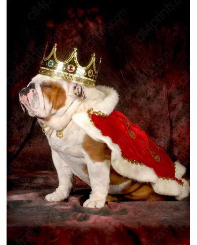 Buldog inglés Buldog inglés