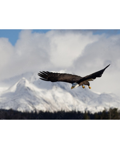 Aguila blanca, Homer Alaska Aguila blanca, Homer Alaska