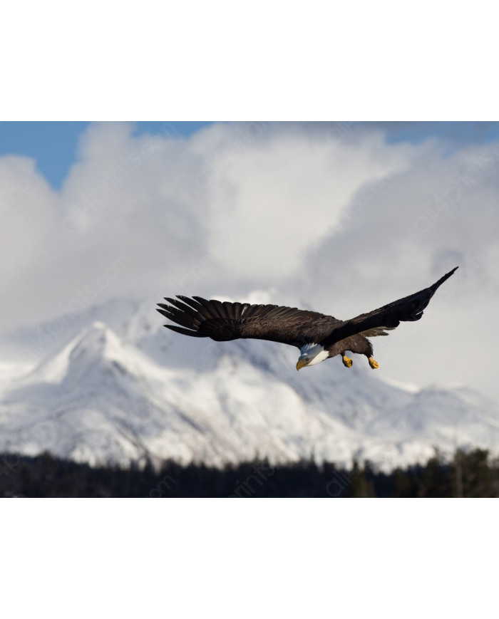 Aguila blanca, Homer Alaska