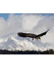 Aguila blanca, Homer Alaska