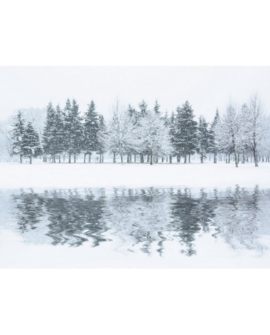 Bosque en invierno, Alaska, USA Bosque en invierno, Alaska, USA
