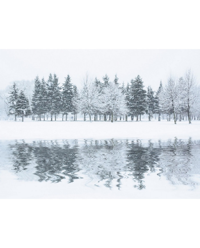 Bosque en invierno, Alaska, USA