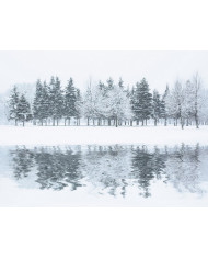 Bosque en invierno, Alaska, USA