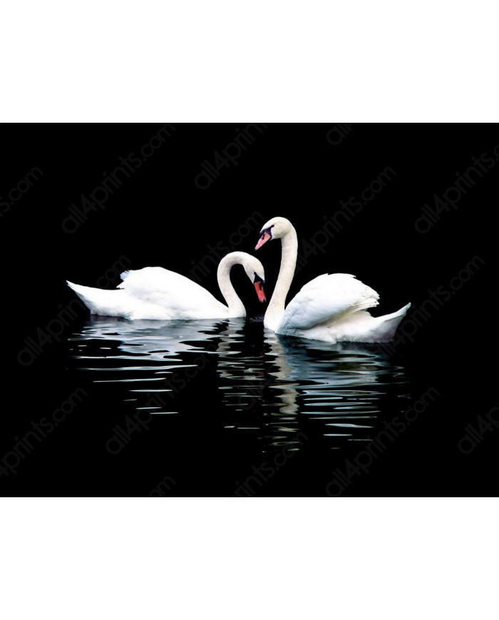 Retrato de dos cisnes