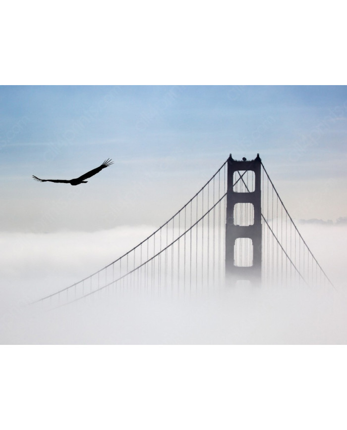 Ágila sobre el puente Golden Gate, San Francisco, California, USA