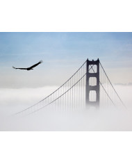 Ágila sobre el puente Golden Gate, San Francisco, California, USA