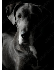 Cachorro de perro havanese