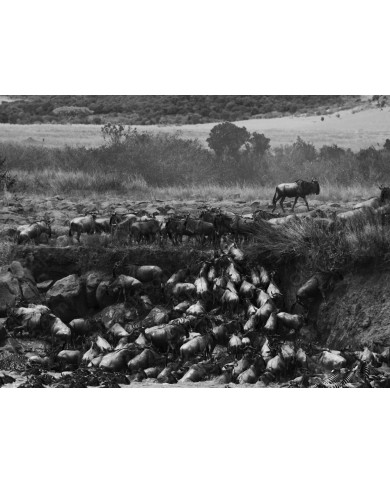 Migración  a través del río Mara, Kenia Migración  a través del río Mara, Kenia