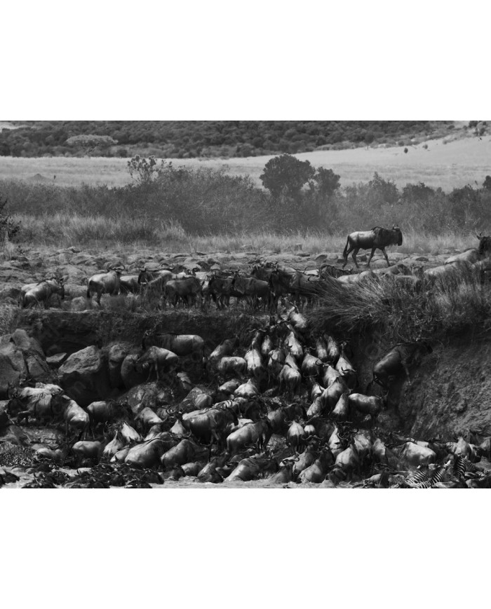 Migración  a través del río Mara, Kenia