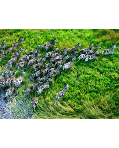 Grupo de zebras atravesando el  Parque Nacional de Nxai Pan, Botsuana Grupo de zebras atravesando el  Parque Nacional de Nxai Pan, Botsuana