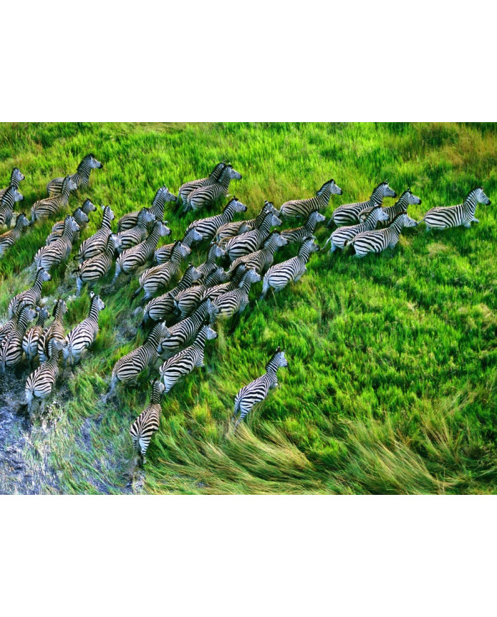 Grupo de zebras atravesando el  Parque Nacional de Nxai Pan, Botsuana