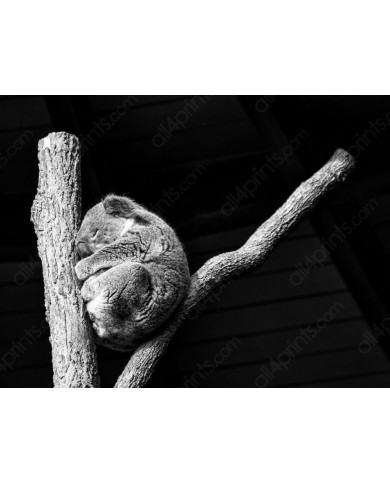 Koala, Queensland, Australia Koala, Queensland, Australia