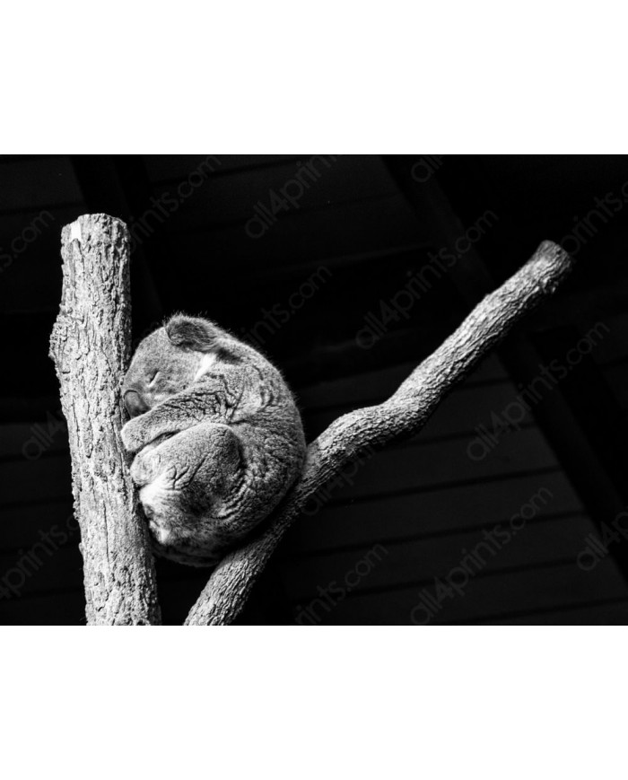 Koala, Queensland, Australia