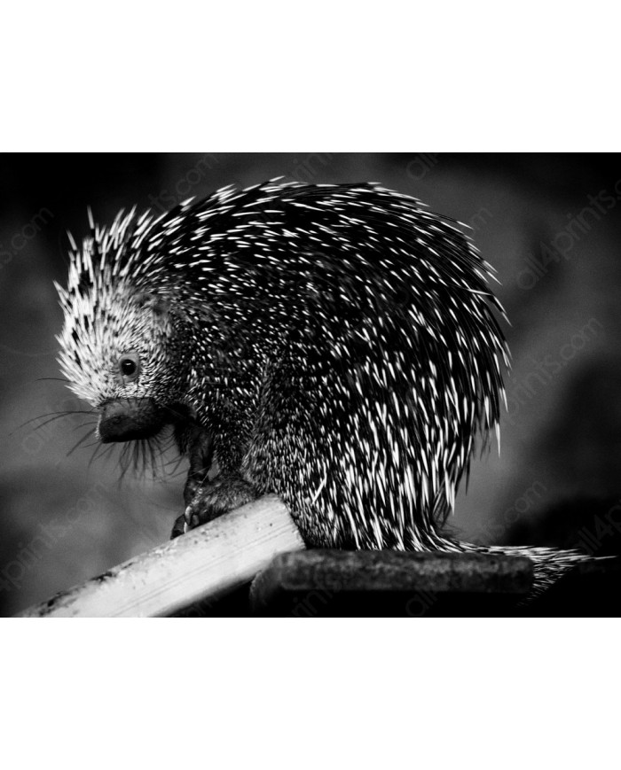 Puercoespín, Alaska, USA