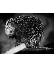 Carretera Transafricana, Egipto