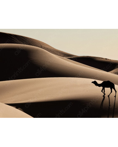 Camello en las dunas del desierto del Sahara Camello en las dunas del desierto del Sahara