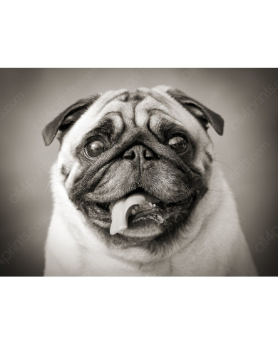 Cachorro Pug Cachorro Pug