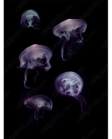 Composición de 5 medusas del Mediterráneo Composición de 5 medusas del Mediterráneo