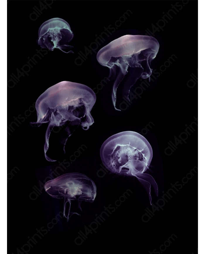 Composición de 5 medusas del Mediterráneo