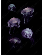 Leopardo al acecho, Parque Nacional Kruger, Sudáfrica