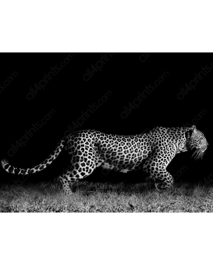 Leopardo al acecho, Parque Nacional Kruger, Sudáfrica