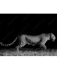 Leopardo al acecho, Parque Nacional Kruger, Sudáfrica