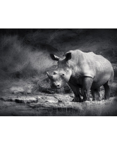 Rinoceronte blanco, Parque Nacional Garamba, Congo Rinoceronte blanco, Parque Nacional Garamba, Congo