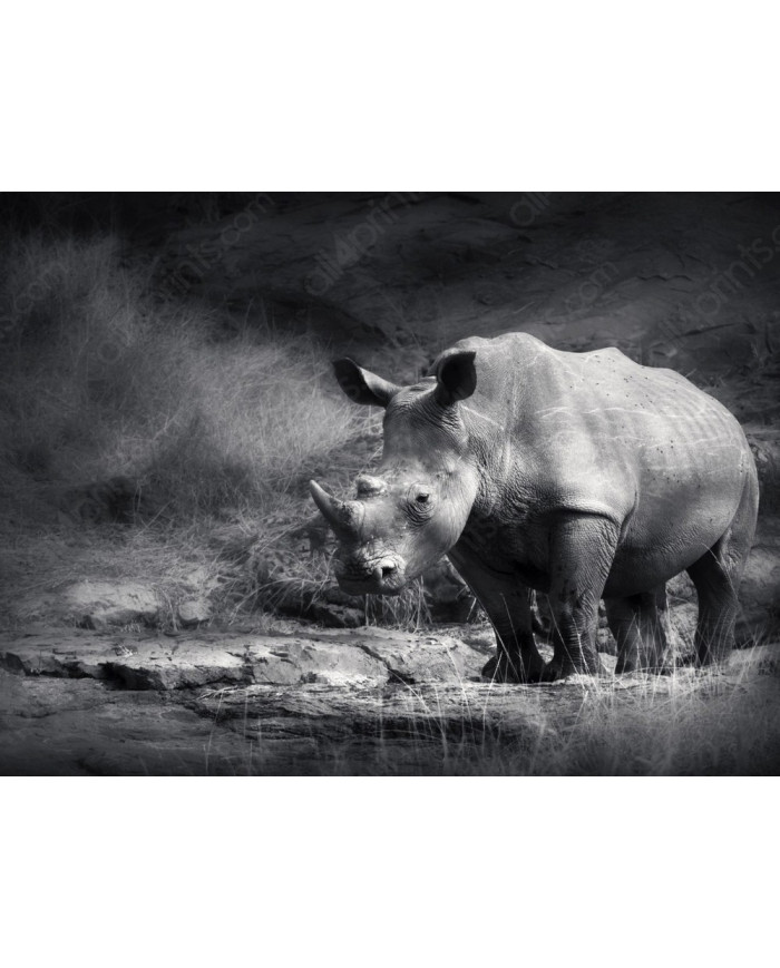 Rinoceronte blanco, Parque Nacional Garamba, Congo