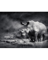 Leopardo al acecho, Parque Nacional Kruger, Sudáfrica