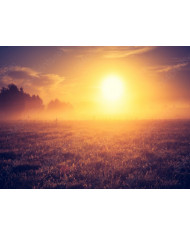 La niebla matutina en la pradera