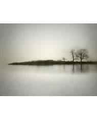 El reflejo de los árboles