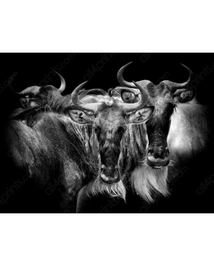 Antílopes,  Parque Nacional Serengueti, Tanzania