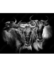 Apareamiento de dos leopardos