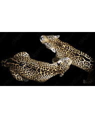 Apareamiento de dos leopardos