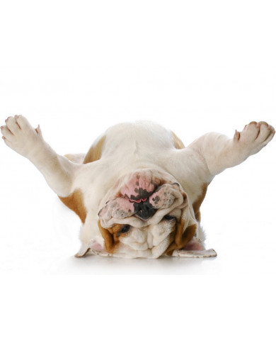 Bulldog del revés Bulldog del revés