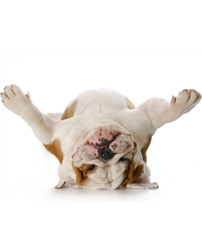 Bulldog del revés