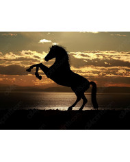 Caballo en la playa al atardecer