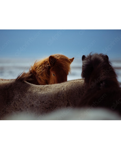 Caballos salvajes, Alaska Caballos salvajes, Alaska