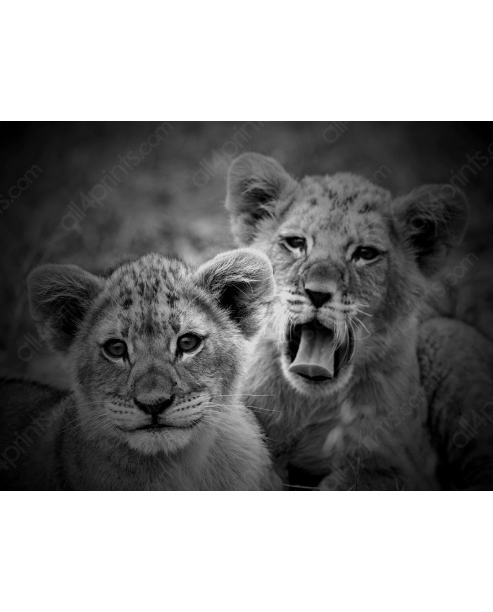 Lion Cubs, Serengeti National Park, Tanzania