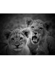 Cachorros de leones, Parque Nacional Serengueti, Tanzania