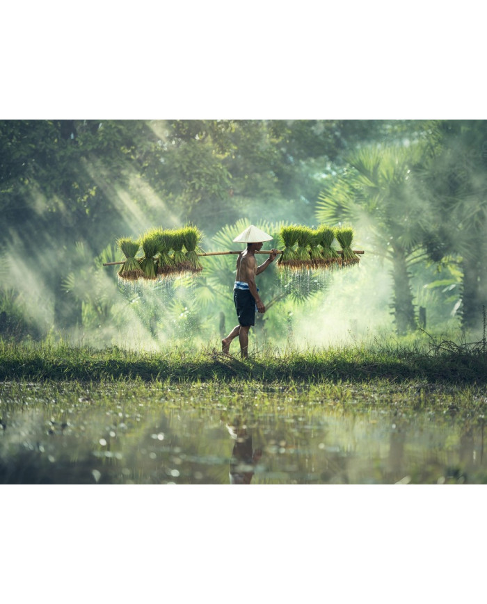 Campesino porteando grano, China