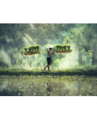 Campesina sobre un búfalo de agua, Birmania