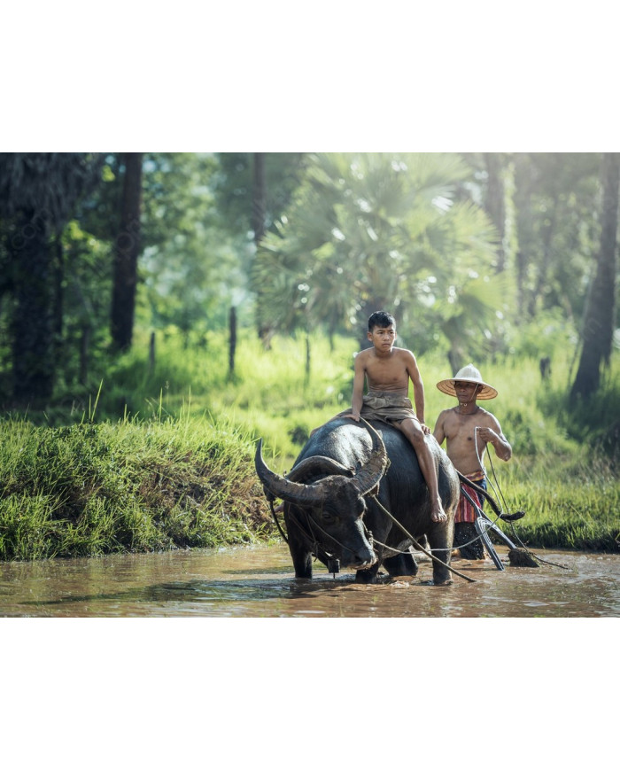 Campesino sobre búfalo, Tailandia