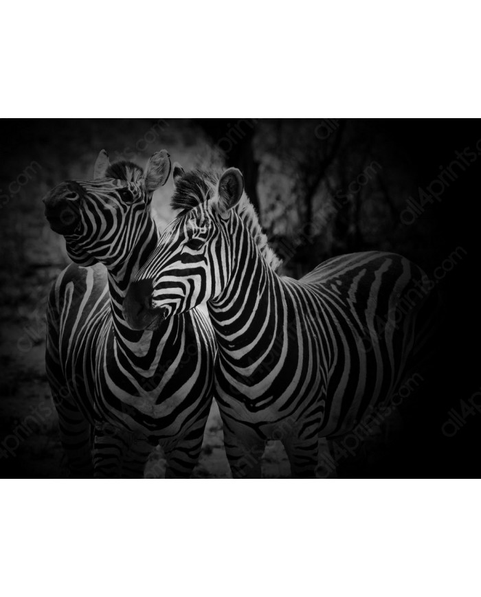 Cebras, Parque Nacional Etosha, Namibia