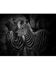 Cebras, Parque Nacional Kruger, SudÁfrica