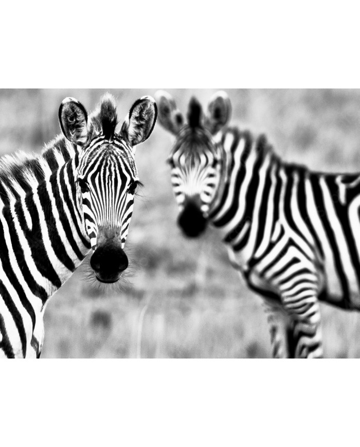 Cebras, Parque Nacional Kruger, SudÁfrica