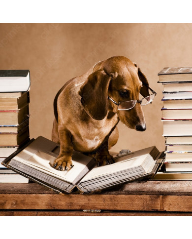 Dachshund - perro salchica  profesor Dachshund - perro salchica  profesor