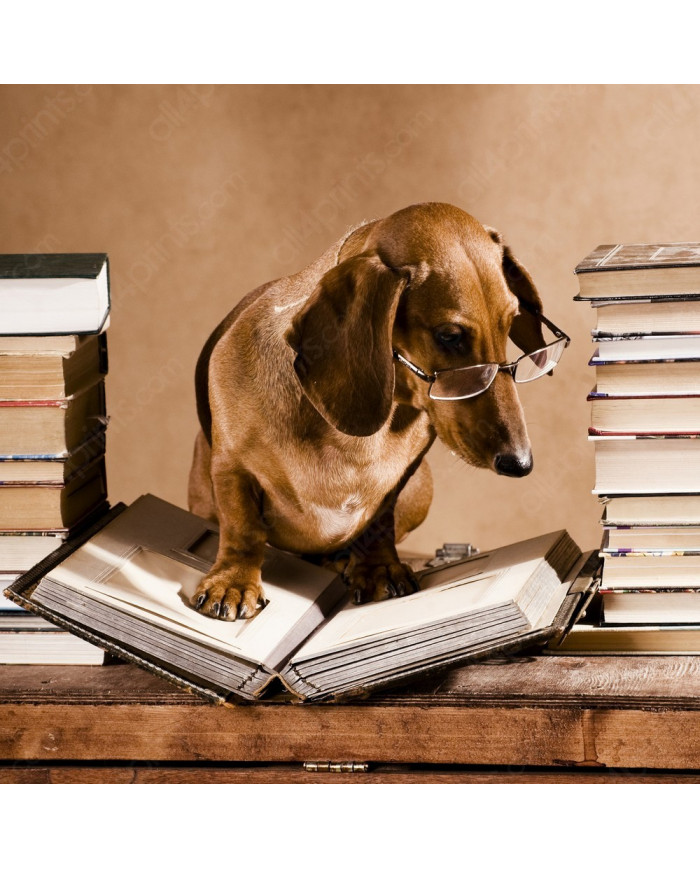 Dachshund - perro salchica  profesor